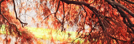 手机号自动轰炸