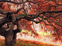 网页版手机号攻击